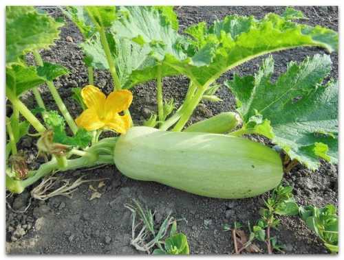 получение рвп по браку в 2019 году: перечень документов, образец написания заявления и сроки оформления