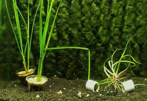 выращивание и разведение свиней в домашних условиях для начинающих как бизнес