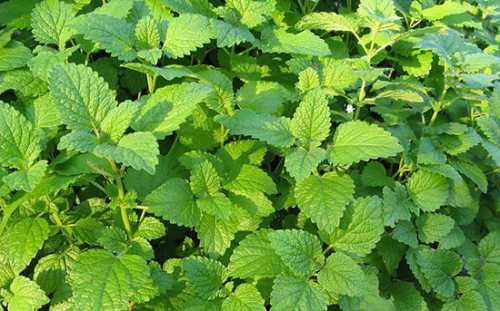 лимонная кожура сделает ваши пяточки гладкими и мягкими