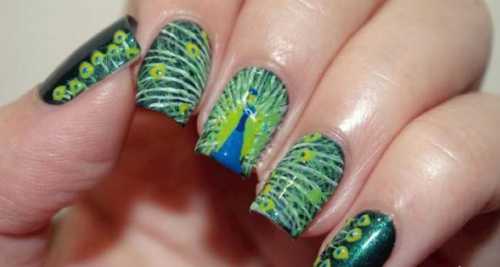 поляризация стив павлина