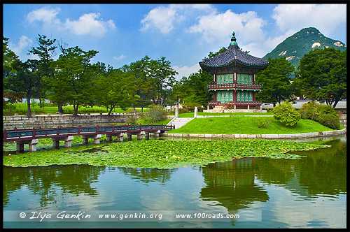 метис лабрадора: как отличить, особенности, характеры